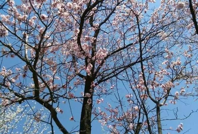 壮族有什么节日,在几月几日,庆祝方式是什么